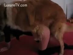 A brown mutt having sex with a doxy